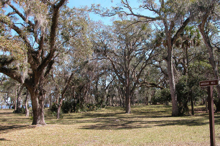 Groves of Live Oak trees once existed throughout Flagler (then Mosquito) County. A mill existed near the intersection of Pellicer Creek and Old Kings Road. The "Live Oakers" were visited by naturalist James Audubon.