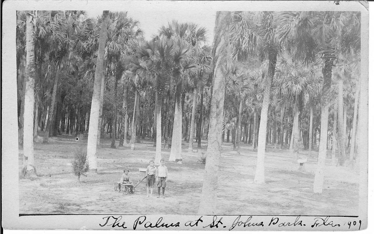 The Palms at St Johns Park 1909